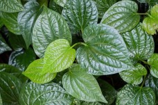 Lá lốt - Vị thuốc dân gian giúp giảm đau xương khớp hiệu quả