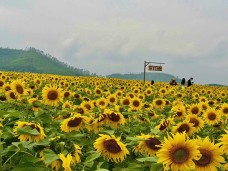 Hàng nghìn du khách đổ về cánh đồng hoa hướng dương xứ Nghệ ngày cuối tuần