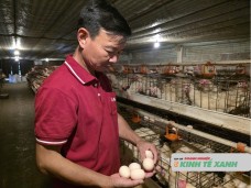Lão nông nuôi gà đẻ trứng trong chuồng lạnh, mỗi năm thu về hàng chục tỷ đồng