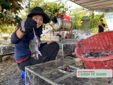 Nông dân xứ Nghệ đút túi tiền triệu mỗi ngày nhờ săn chuột đồng