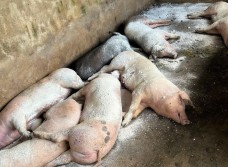 Xã Tương Dương thành lập tổ phản ứng nhanh đối phó với ổ dịch tả lợn Châu Phi vừa xuất hiện