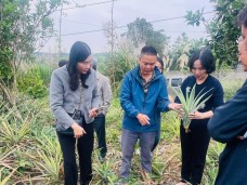 Sở Nông nghiệp và Môi trường kiểm tra thực địa, chỉ đạo sản xuất và phòng trừ bệnh thối nõn hại dứa