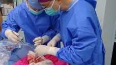 Ca ghép phổi đầu tiên từ lợn sang người ở Trung Quốc