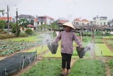 Trà Quế – làng rau xanh được thế giới vinh danh