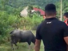 Đang đi chơi trên đường, bé gái 4 tuổi bị trâu húc tử vong