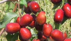 Một số bài thuốc hay từ Đại táo – Vị thuốc quý trong Đông y