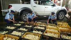 Kiểm soát chặt giống vật nuôi nhập lậu từ nước ngoài
