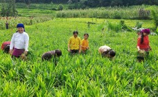Gừng bản địa Lũng Cú: “Vàng xanh” chưa tìm được đường ra thị trường