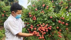 Nông dân yên tâm sản xuất vải thiều nhờ sự hỗ trợ từ ngành ngân hàng
