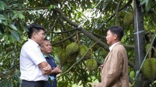 Mô hình mới, nông dân trúng lớn với sầu riêng