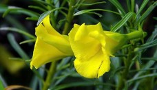 Cây Thông Thiên – Dược liệu hỗ trợ tim mạch và điều trị viêm kẽ mô quanh móng tay