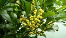 Hoa ngâu – Hương sắc dân dã, vị thuốc quý hỗ trợ trị đau nhức xương khớp, huyết áp cao và ho hen