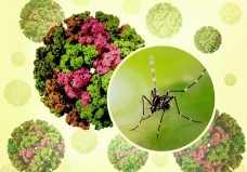 Bệnh Chikungunya có thể ảnh hưởng tới 5,6 tỷ người trên toàn cầu