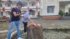 Đốn hạ 3 cây xanh lớn, trung tâm giáo dục ở Lâm Đồng bị phạt 40 triệu đồng