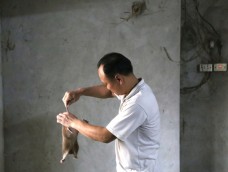 Biến nuôi dúi thành chuỗi giá trị xanh ở nông thôn