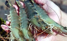 Doanh nghiệp Việt chủ động ứng phó với chính sách thuế quan mới của Mỹ