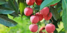 Khám phá lợi ích bất ngờ của quả vải trong y học cổ truyền