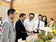 Lễ hội Sầu riêng Đắk Lắk 2026: Kết nối giá trị, lan tỏa thương hiệu sầu riêng Việt