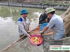 Lãi lớn nhờ nuôi cá chép đỏ phục vụ thị trường dịp Tết