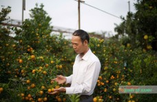 Nghệ nhân “bàn tay vàng” Bùi Thế Mạnh – Người thổi hồn nghệ thuật vào cây quất Tứ Liên