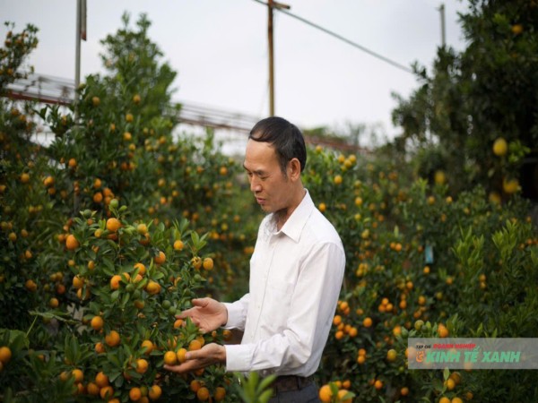 Nghệ nhân “bàn tay vàng” Bùi Thế Mạnh – Người thổi hồn nghệ thuật vào cây quất Tứ Liên