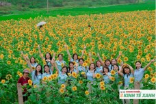 Vườn hoa hướng dương hơn 20.000 cây rực rỡ trên quê Bác hút khách đầu xuân