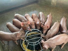 Nghệ An khống chế mật độ chăn nuôi, hướng tới phát triển bền vững