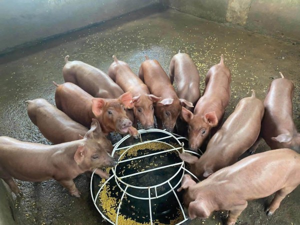 Nghệ An khống chế mật độ chăn nuôi, hướng tới phát triển bền vững