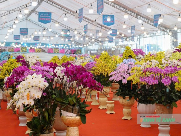 Lan hồ điệp giá hàng chục triệu đồng “xuống phố”, thị trường hoa Tết Hà Nội vào mùa cao điểm