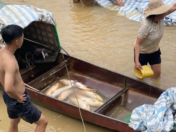 Mực nước tại thủy điện Cẩm Thủy 1 sụt bất thường, gần 10 tấn cá lồng chết