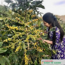 Lưu luyến "giọt nâu" ở Tây Nguyên