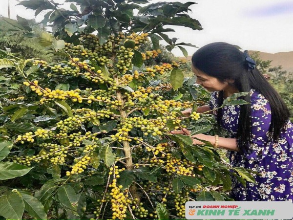 Lưu luyến "giọt nâu" ở Tây Nguyên