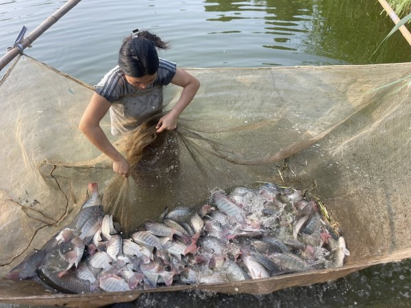 Xuất khẩu cá rô phi bứt phá, doanh nghiệp cần chủ động trước biến động thương mại