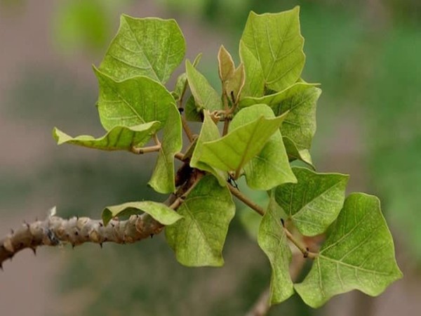 Tác dụng của cây lá vông với sức khỏe