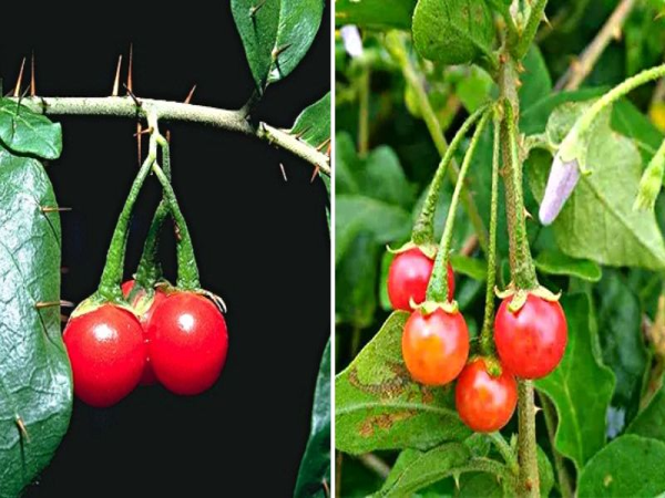 Phát triển dược liệu xanh - Hướng đi vững chắc cho y học và kinh tế Việt Nam