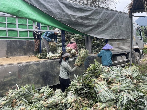 Cây dứa mở rộng vùng nguyên liệu, tạo động lực mới cho nông nghiệp Nghệ An