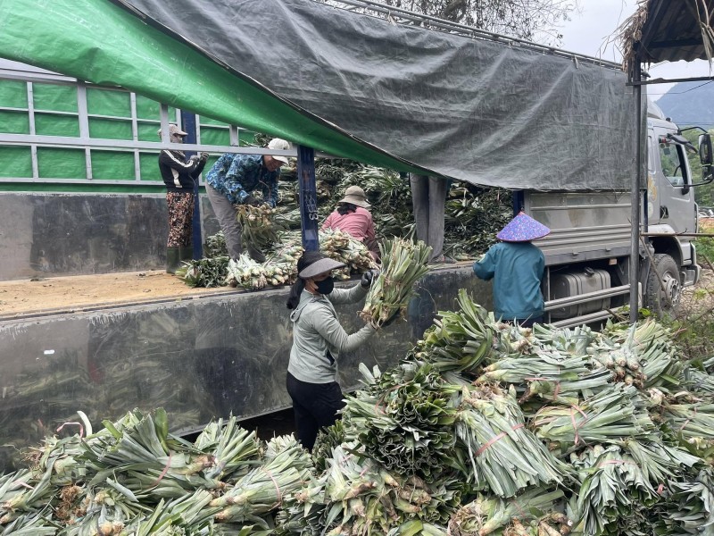 Cây dứa mở rộng vùng nguyên liệu, tạo động lực mới cho nông nghiệp Nghệ An
