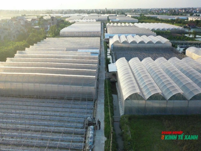 Hải Phòng: Khơi dòng "vàng xanh" từ những vùng trồng rau, củ sạch sau sáp nhập