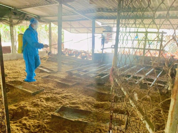 Khẩn trương phòng, chống bệnh lở mồm long móng tại Hà Tĩnh