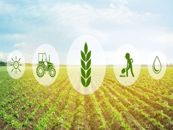Hỗ trợ phí bảo hiểm nông nghiệp tối đa 95% từ ngày 20/10