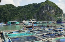 Người nuôi cá lồng bè ở Cát Bà khốn đốn vì đầu ra gặp khó, giá nguyên liệu tăng cao