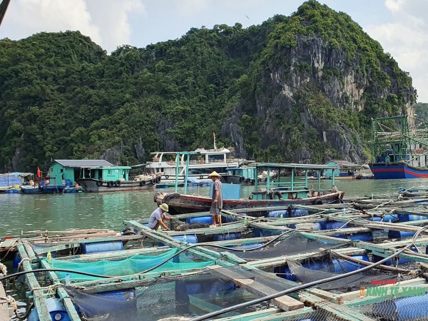 Người nuôi cá lồng bè ở Cát Bà khốn đốn vì đầu ra gặp khó, giá nguyên liệu tăng cao