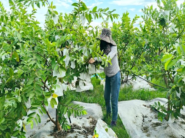 Biến vùng đất cằn thành vườn cây sai trĩu quả