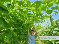 Từ bỏ mức lương cao để về thuê đất trồng rau lại cho thu nhập cao hơn