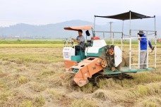 Thu gom rơm rạ sau thu hoạch góp phần bảo vệ môi trường