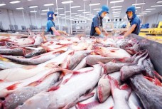 Xuất khẩu thủy sản Việt Nam sau 8 tháng vẫn tiếp tục duy trì mức tăng trưởng hai con số