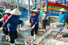 Kinh tế làng ven biển khởi sắc nhờ nghề chế biến cá cơm truyền thống