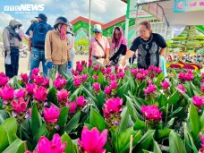 Giống hoa lạ khiến nhiều người tìm về Làng hoa Sa Đéc để mua bằng được