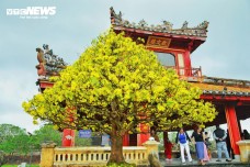 Hoàng mai Huế quý hiếm giá bạc tỷ bung nở rực rỡ dịp cận Tết