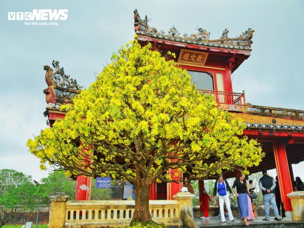 Hoàng mai Huế quý hiếm giá bạc tỷ bung nở rực rỡ dịp cận Tết